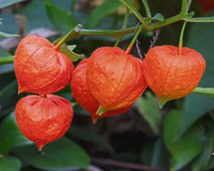 Withania Somnifera