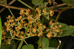 Rubia cordifolia